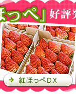 ���������p�b�N�u�g�ق���DX�v�̔�