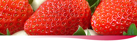�G�ߌ��菤�i ���I�嗱�����������͂����܂��I