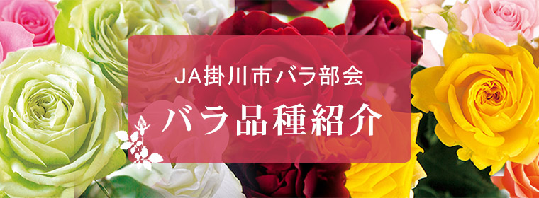 JA掛川市バラ部会「バラ品種紹介」
