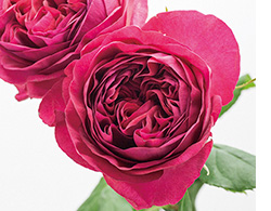 バラ品種紹介 農業情報 静岡県 Ja掛川市