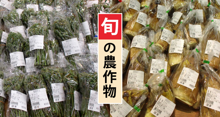 旬の農作物販売 わらび たけのこ