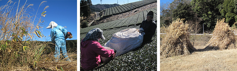 掛川東山茶