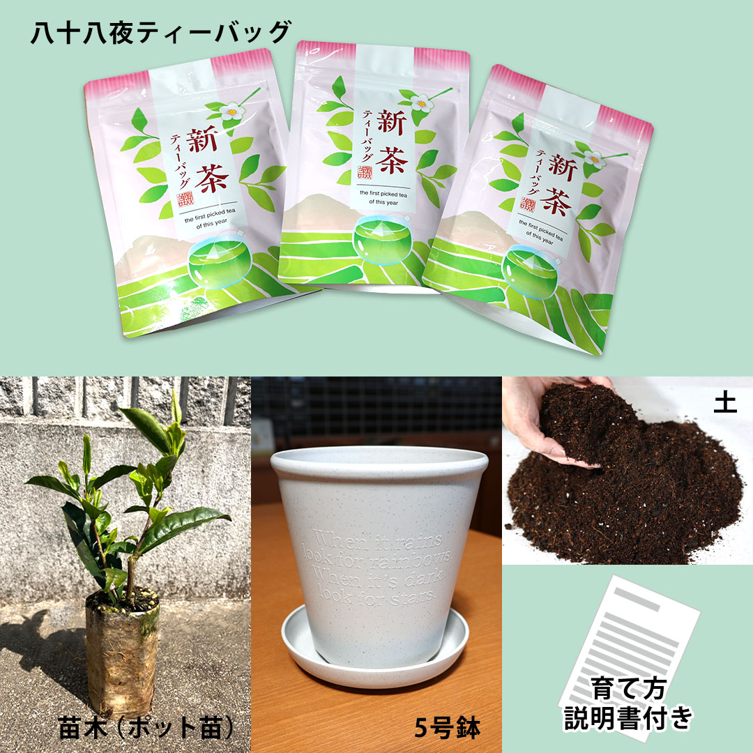 【新茶】お茶の苗木セット