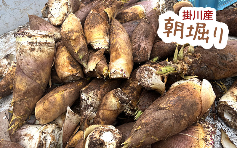 掛川産 朝堀り たけのこ 期間限定販売