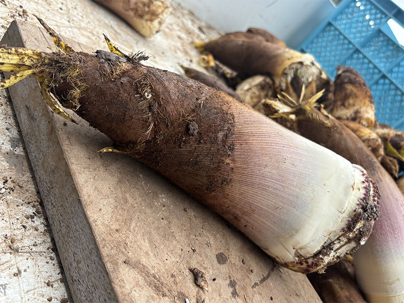 皮付きのタケノコの茹で方